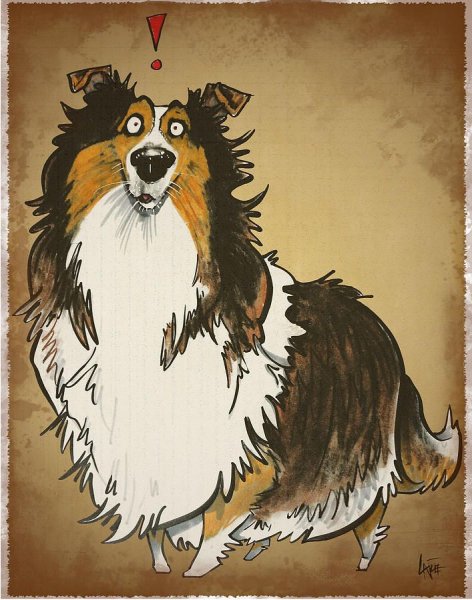 Колли смешная