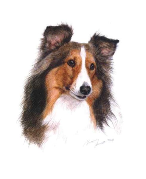 Шотландский колли акварель