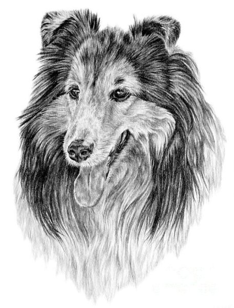 Собака карандашом колли