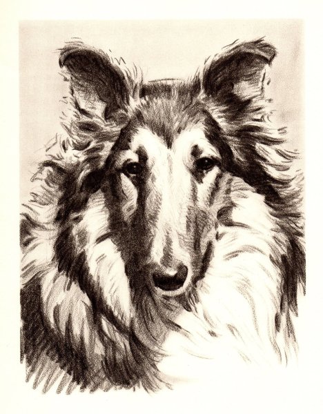 Собака карандашом колли