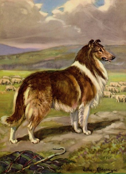 Колли в живописи 19 век