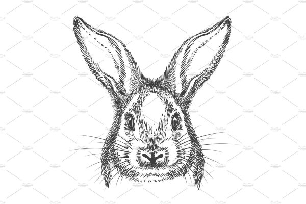 Голова кролика эскиз