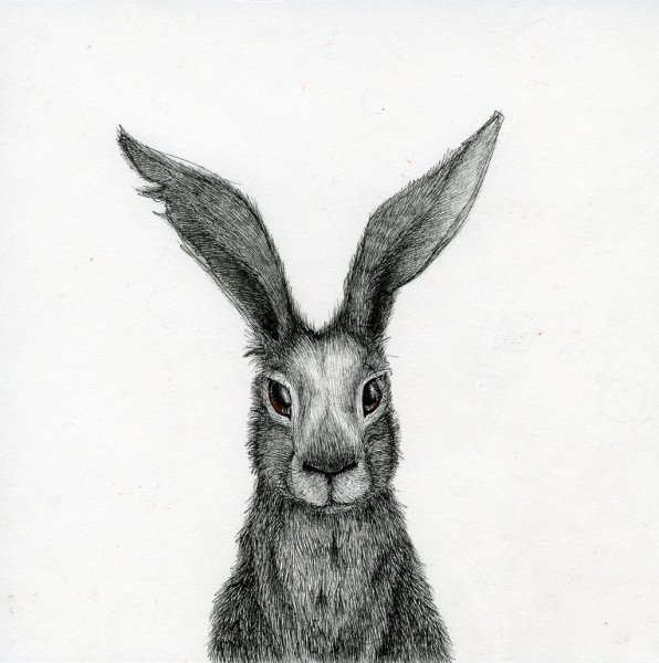 Морда кролика рисунок карандашом