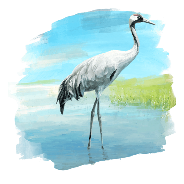 Журавль для детей