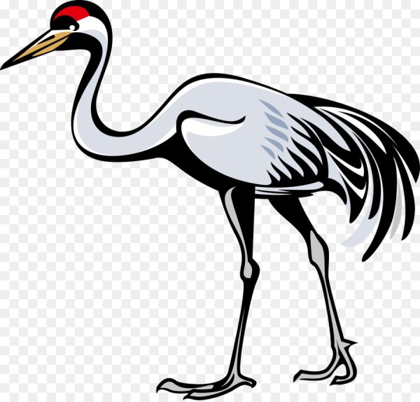 Журавль на белом фоне