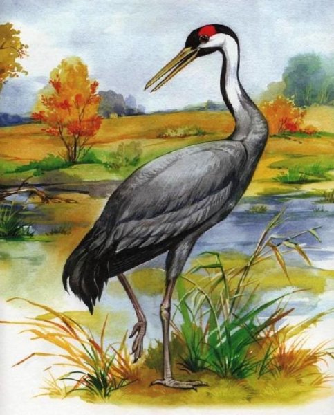 Журавль рисунок детский