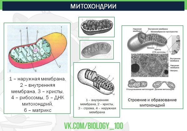 Строение митохондрии ЕГЭ биология