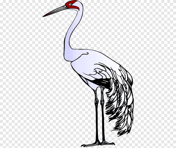 Журавль рисунок карандашом