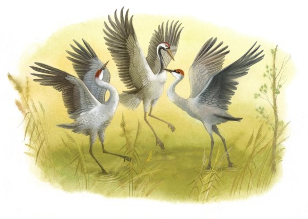 Даурский заповедник Журавли