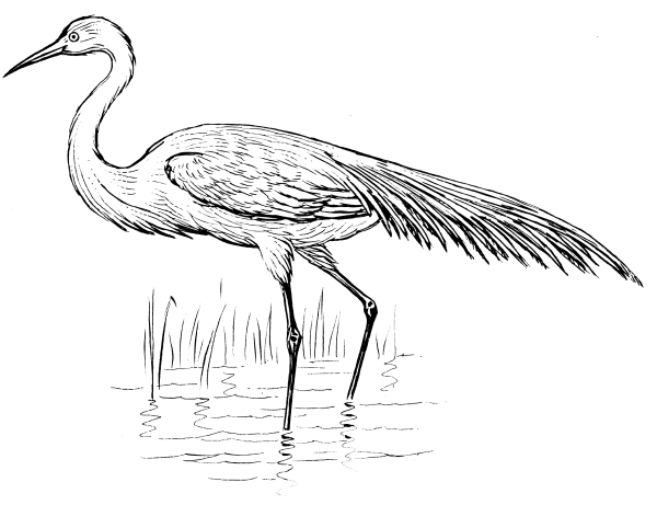 Рисунок на тему журавль