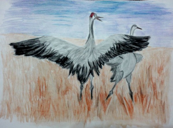 Журавль в полете рисунок