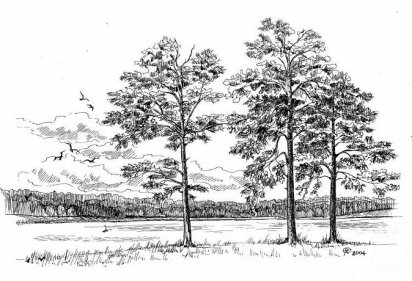 Сосна эскиз