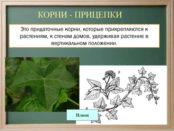 Видоизменение корней плюща