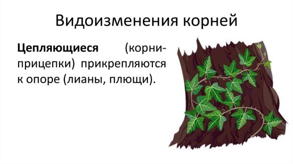 Корни прицепки плюща