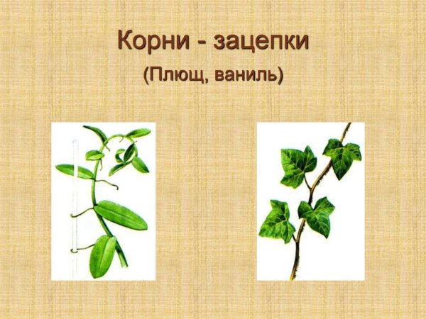 Корни прицепки плюща схема