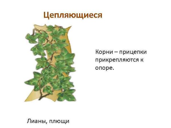 Корни прицепки плюща обыкновенного