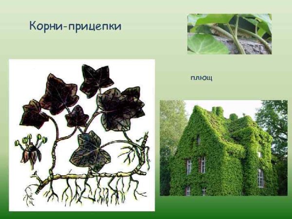 Корни прицепки плюща