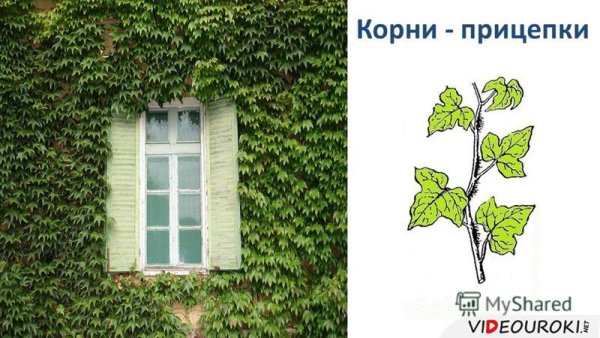 Корни прицепки плюща обыкновенного