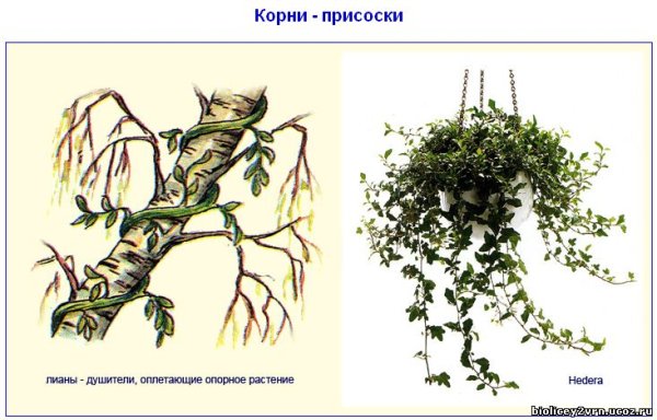 Корни прицепки схема