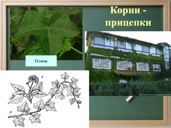 Корни присоски и корни прицепки