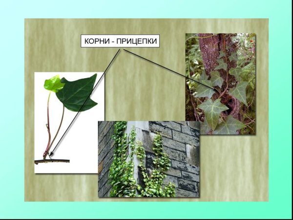 Видоизменения корней корни прицепки