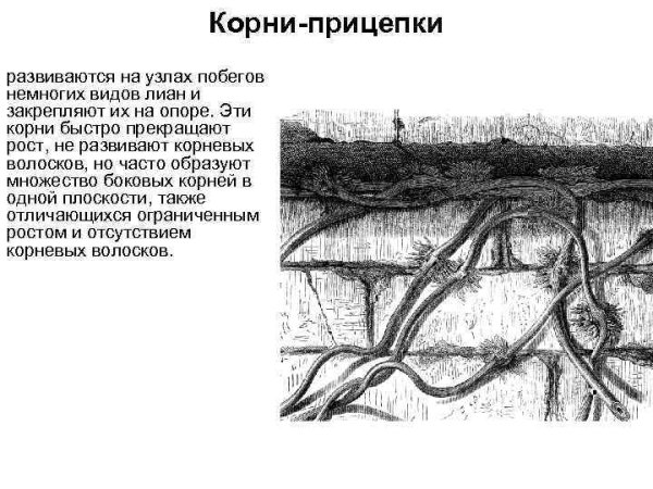 Корни присоски у плюща