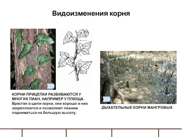 Корни прицепки анатомия