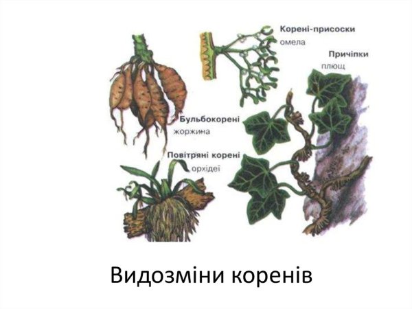 Плющ растение