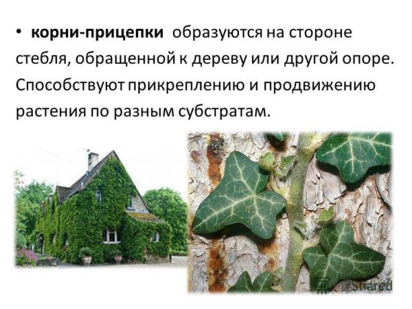 Растения корнеприцеки