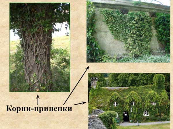 Корни прицепки плюща