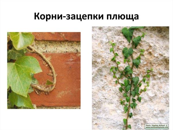 Корни прицепки плюща