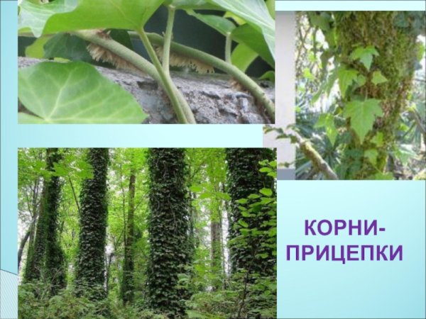 Корни зацепки плюща