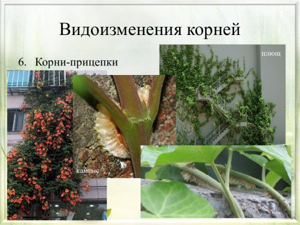 Корни прицепки плюща