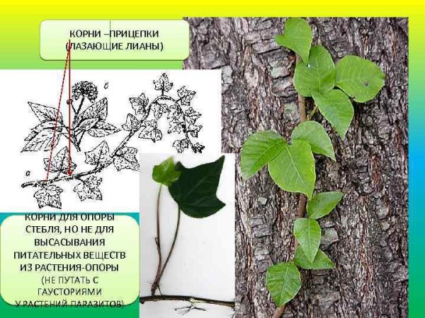 Видоизменение корни прицепки