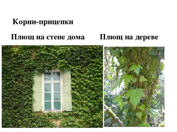 Корни прицепки плюща