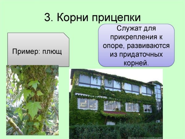 Строение лианы