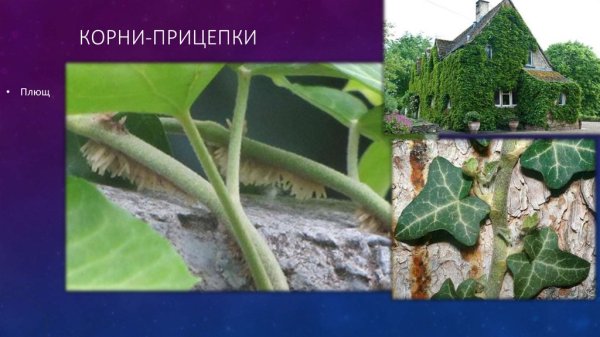 Корни прицепки видоизменения корня