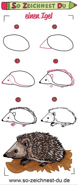 Поэтапное рисование ежика