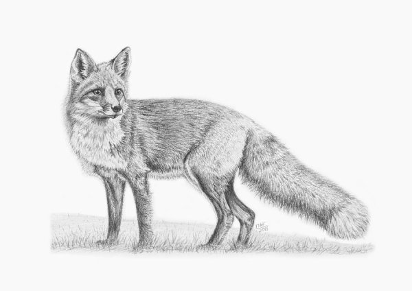 Обыкновенная лисица