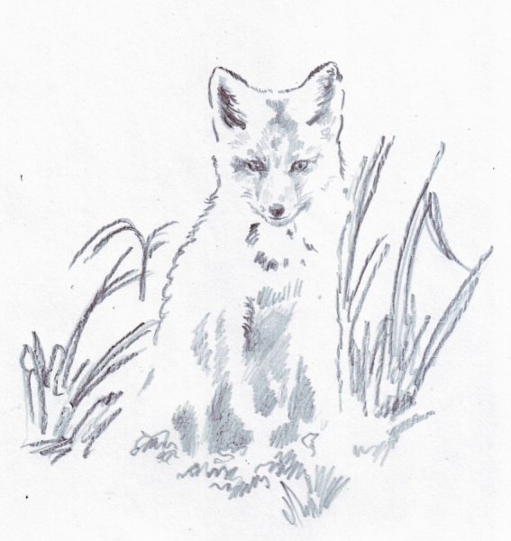 Скребицкий заботливая мамаша