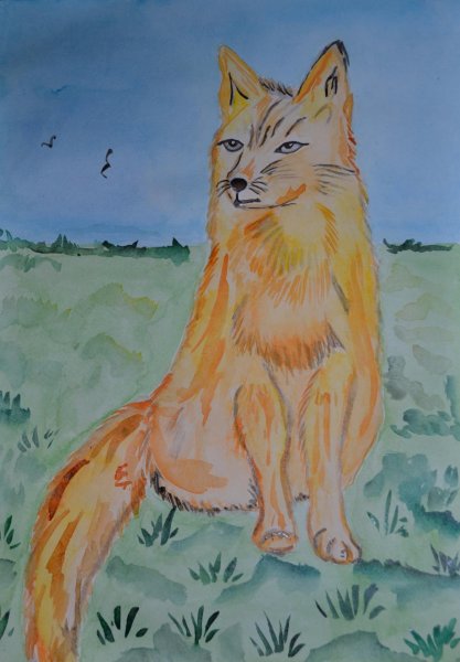 Корсак рисунок