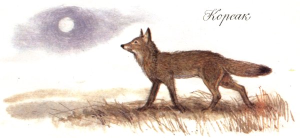 Корсак рисунок