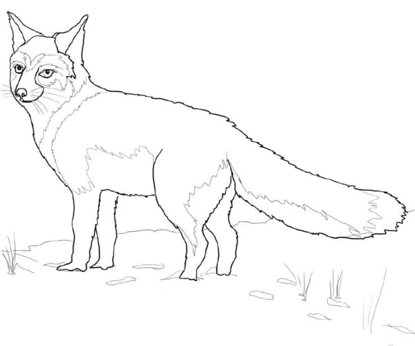 Степная лисица раскраска