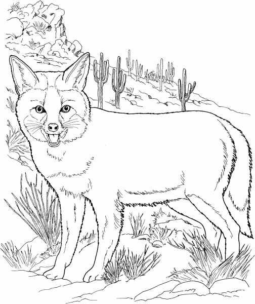 Раскраски животные лиса