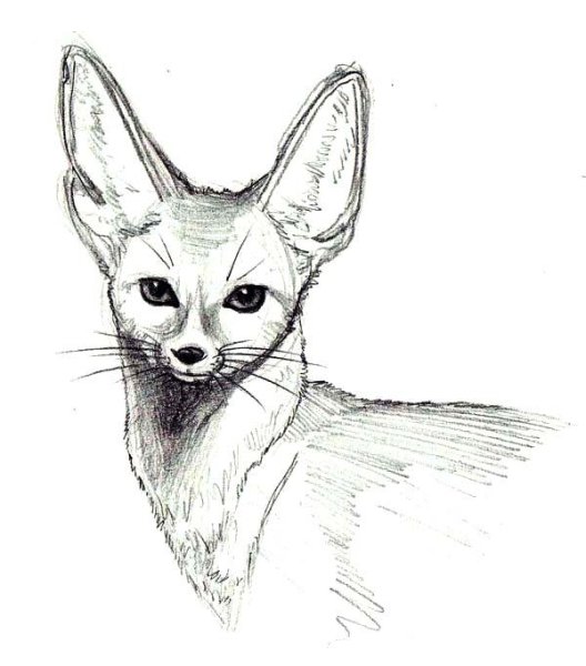 Фенек скетч