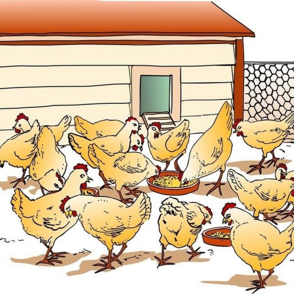 Курятник мультяшный