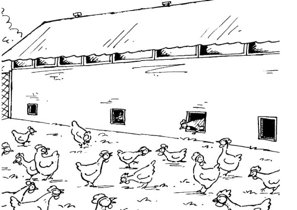 Птичий двор в ДОУ