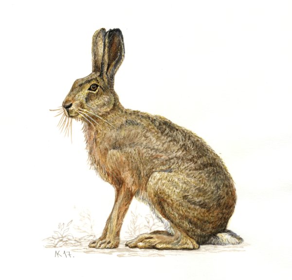 Заяц Беляк и заяц Русак нарисовать