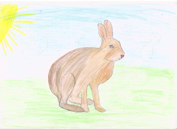 Заяц Русак рисунок для детей