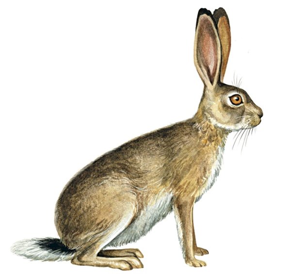 Заяц Русак белый на белом фоне